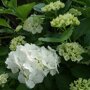 Boerenhortensia wit